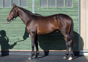 ブレイズゴールド